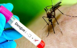 Chitwan reports high rate of dengue infection