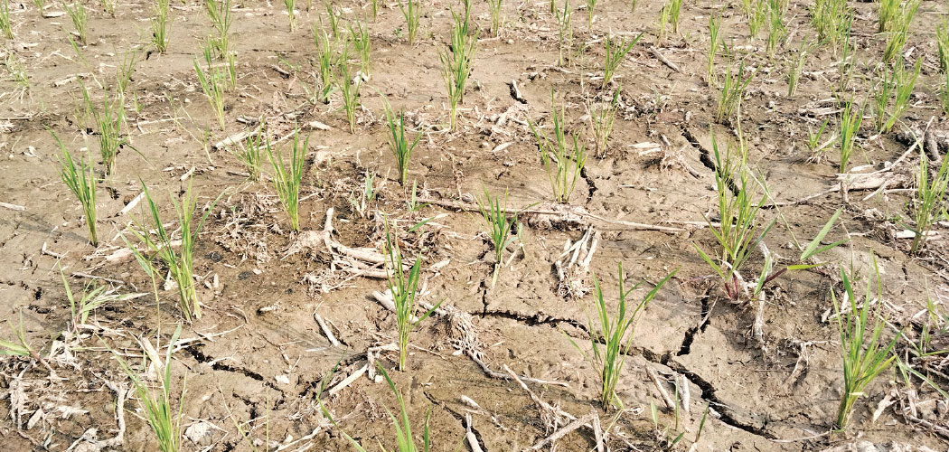 drought