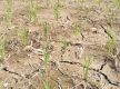 Unprecedented drought disrupts paddy plantation, triggers drinking water shortage in Madhes
