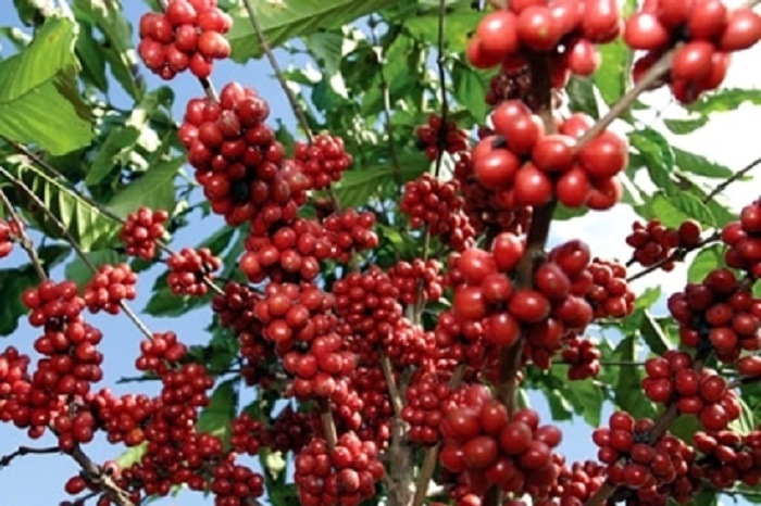 coffee