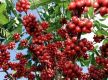 Coffee farming gaining expansion in Koshi province