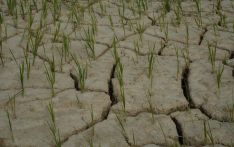 Cracked paddy field in Madhesh, even in Monsoon (Photo Feature)