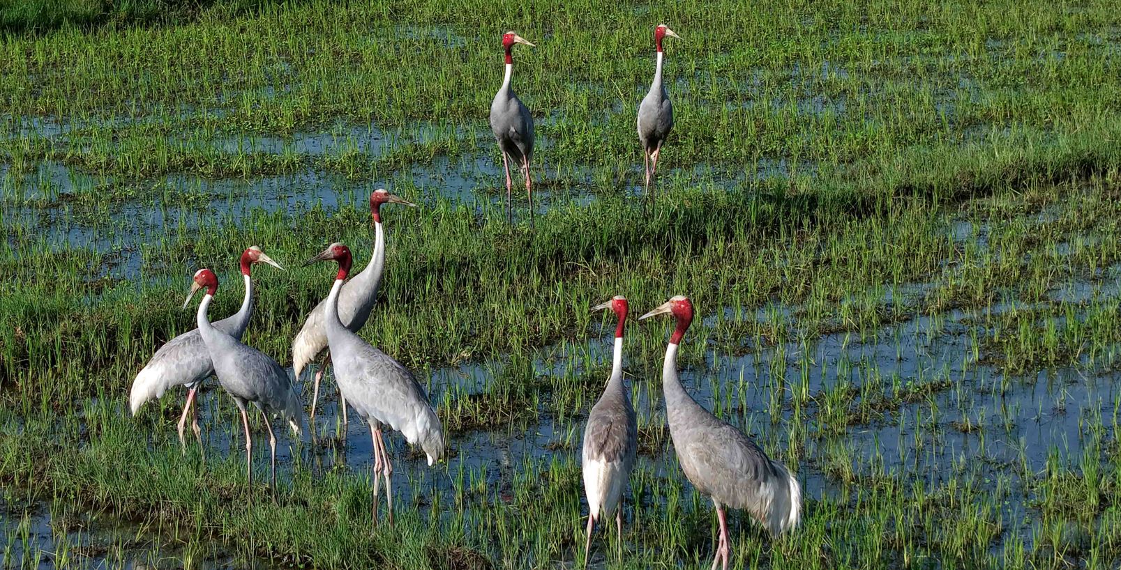 rare sarus