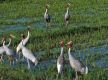 Rare Sarus cranes spotted in Ratanpur wetland