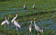Rare Sarus cranes spotted in Ratanpur wetland