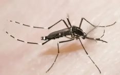 夏日出境游防护提示：预防基孔肯雅热等3个病毒性蚊媒传染病