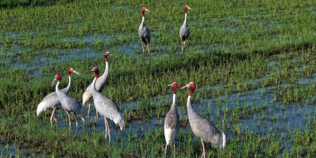 Rare Sarus cranes spotted in Ratanpur wetland