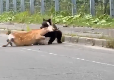 9673365eeccc1494a437a4a5c6f5257cu1