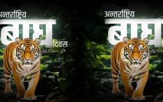 बाघ दिवसको शुभकामना: प्रधानमन्त्री ओली