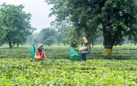 Nepal’s 81.8 percent export boom driven by re-exports. Farm goods lag