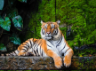 Banke National Park successful in tiger conservation