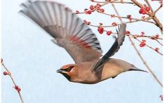 颐和园是人类的景观，也是鸟的家园