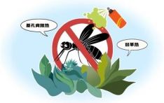 如何预防基孔肯雅热 关键是清积水、灭蚊虫、防叮咬