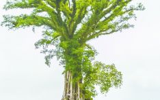 探访萨摩亚“无花果树屋”