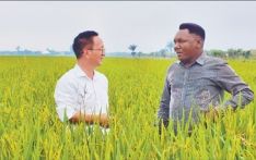 中国援布隆迪农业专家组帮助当地种植杂交水稻3800公顷 “为布隆迪农业发展注入新动力”（共创繁荣发展新时代）