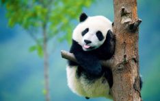 港媒：大熊猫与乒乓球成“饭圈”文化受害者