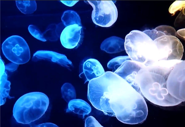 4ff12470-fc9c-41ae-9d05-2d1b6d84dd67