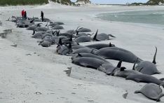 23头领航鲸在英国小岛搁浅死亡