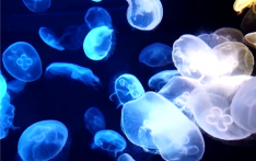 法国最大核电站因水母入侵导致停运