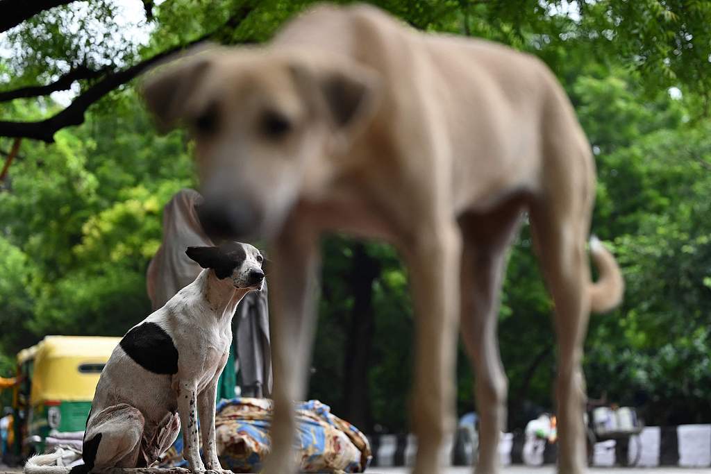 cbdebd9fad7f3a36e1eb002277483532u5