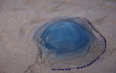 “相当罕见”！法媒：水母入侵“逼停”法国核电站