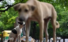 “清零”任务面临多重困境，新德里收容流浪狗有“令”难行