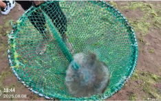 青岛海蜇进入高发期，日均十余位游客被蜇伤！医生提醒：切勿用清水冲洗伤口