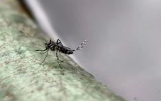 基孔肯雅热能自测吗？专家：不建议！