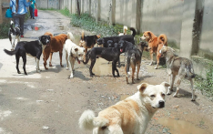 加德满都今年将对超过 10,000 只流浪狗进行绝育 