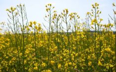 外媒传“中国重启进口澳大利亚油菜籽”，加拿大慌了