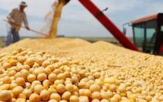 “美国农民难以长期承受”，美大豆协会呼吁特朗普取消关税