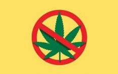 个别旅荷中国公民购买吸食“大麻蛋糕”“迷幻蘑菇”等软性毒品，我使馆提醒