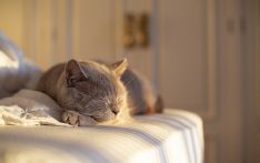 英媒：猫也会得“痴呆症”，新研究带来治愈曙光