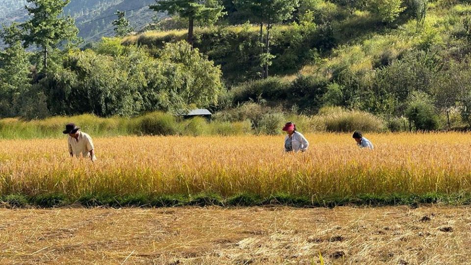 farm-2-7kjm5m5592qefjxq6mvedt5cum5kgtehh43rycz0vnk