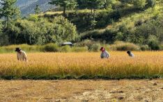 太阳能改变不丹的农业灌溉方式