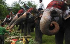 随着尼泊尔大象狩猎活动的减少，经营者转向“丛林漫步”