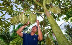 芒果促进中孟贸易关系