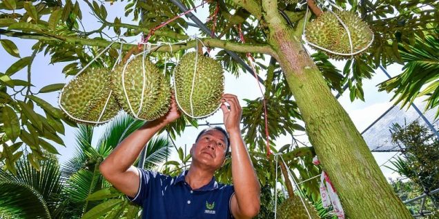 芒果促进中孟贸易关系