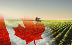 刘丹：加拿大“甩锅”中国，砸了自家农业