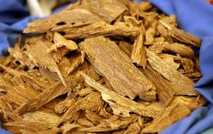 不丹与泰国合作促进沉香种植