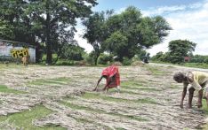 尼泊尔黄麻产业依赖进口