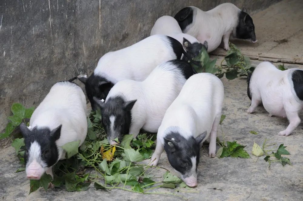 68ad58526b8e905bd1d6d635_m