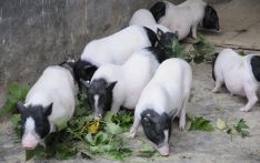 世界首例！中国团队将基因编辑猪肺成功移植人体