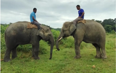 奇特旺两头大象将被送往卡塔尔动物园 