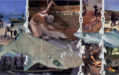 马尔代夫鲨鱼保护区地位将终结：11月起重启深海鲨鱼捕捞