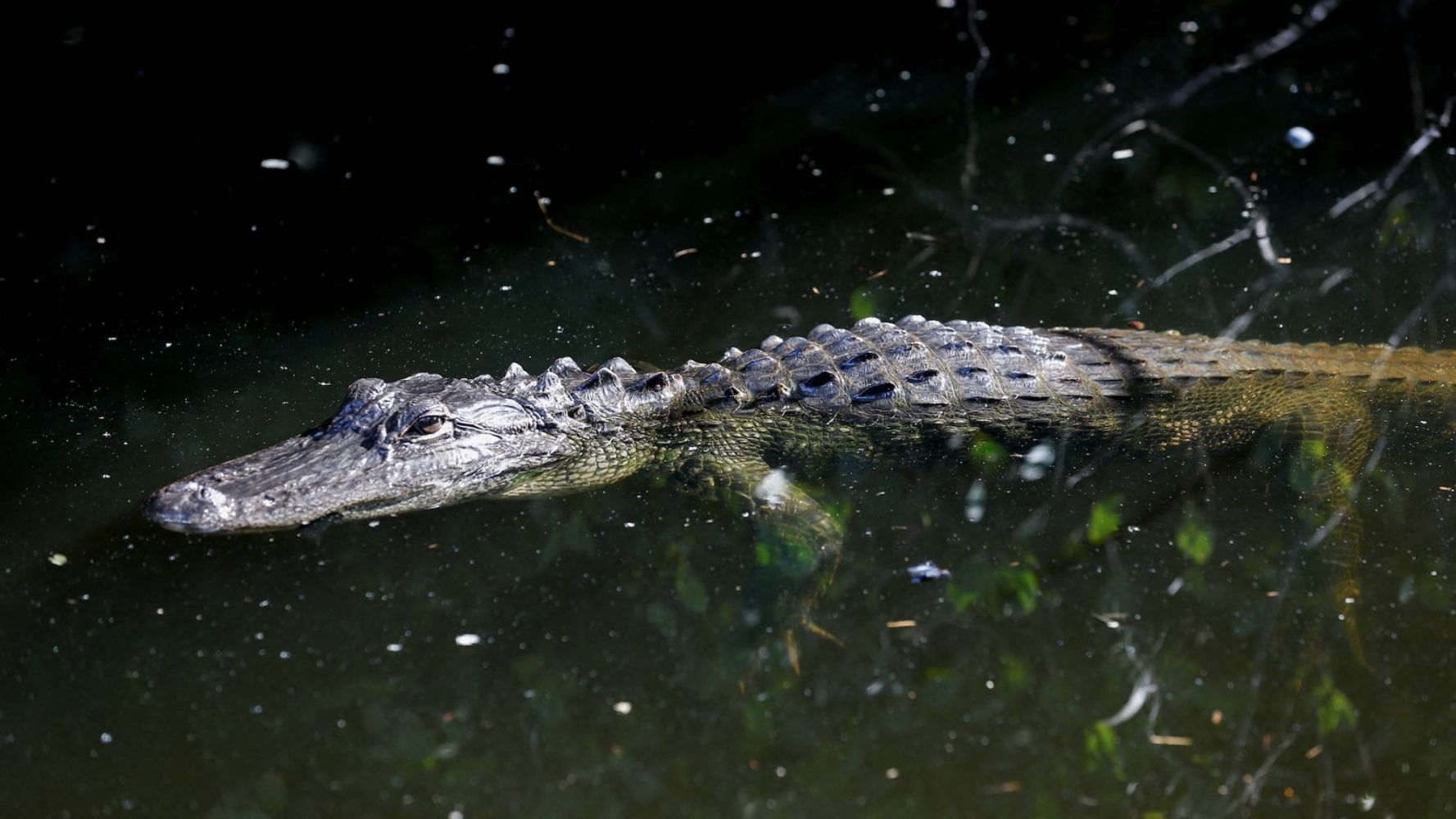 picture1-1751473025330