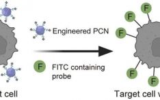 科研人员开发可用于癌症免疫治疗的“纳米标记机器人”