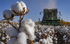 哈萨克斯坦媒体：新疆“白色黄金”助力哈萨克斯坦