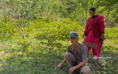 气候适宜、收益可观，卡纳利农民纷纷弃苹果种核桃