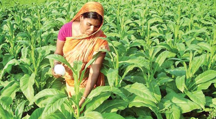 Tobacco-Cultivation-in-Bang
